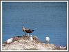 Leeman Sea Eagle update